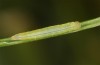 Coenonympha pamphilus: L2-Raupe (e.o. Isny, 2020) [S]
