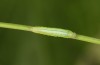 Coenonympha pamphilus: L2-Raupe am Ende dieses Stadiums (e.o. Isny, 2020) [S]