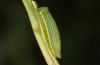 Coenonympha pamphilus: L3-Raupe (e.o. Isny, 2020) [S]