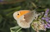 Coenonympha pamphilus: Falter (e.o. Isny, 2020) [S]