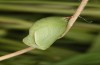 Coenonympha pamphilus: Puppe, in einem Grasbüschel gefunden (Massif Central, Mont Lozère, Juni 2023)  [S]