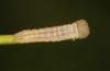 Coenonympha pamphilus: L1-Raupe (e.o. Isny, 2020) [S]
