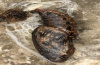 Argynnis pandora: Pupa (e.l. Sardinia 2012) [S]