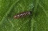 Argynnis pandora: Larva at the end of the first instar [S]
