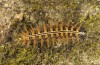 Argynnis paphia: Larva in penultimate instar [S]