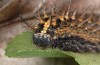Argynnis paphia: Larva [S]
