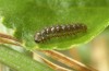 Argynnis paphia: L1 larva [S]