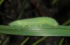 Lasiommata paramegaera: Larva (e.o. rearing, Sardinia, Gennargentu, oviposition in late September 2018) [S]