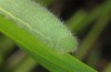 Lasiommata paramegaera: Larva (e.o. rearing, Sardinia, Gennargentu, oviposition in late September 2018) [S]