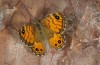Lasiommata paramegaera: Female (e.o. rearing, Sardinia, Gennargentu, oviposition in late September 2018) [S]