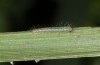 Lasiommata paramegaera: L1 larva (e.o. rearing, Sardinia, Gennargentu, oviposition in late September 2018) [S]
