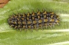 Melitaea parthenoides: Raupe (e.o. spanische Westpyrenäen,  Aisa 2010) [S]