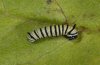 Danaus plexippus: L2-larva (La Gomera, Valle Hermoso, December 2011) [M]