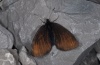 Erebia pluto: Weibchen (Lüner See, 2000m NN, Anfang Juli 2011) [N]