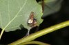 Limenitis populi: Hibernariumbau 2: Parallel zur Befestigung wird auch schon mit dem Blattschnitt begonnen.