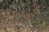 Chazara prieuri: Falter, in der Mittagshitze im schattigen Gebüsch ruhend (Spanien, Sierra de Albarracin, Ende Juli 2017) [N]