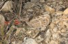 Chazara prieuri: Falter (Spanien, Sierra de Albarracin, Ende Juli 2017) [N]