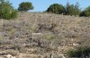 Chazara prieuri: Habitat mit Lygeum spartum (Spanien, Sierra de Albarracin, Ende Juli 2017) [N]