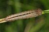 Pseudochazara graeca: Larva in penultimate instar [S]