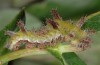 Limenitis reducta: Larva at the beginning of the last instar (Provence, Alpilles, April 2013) [N]