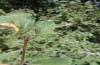 Limenitis reducta: Feeding pattern of a young larva (Spain, Sierra de Albarracin, August 2013) [N]