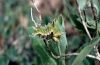 Limenitis reducta: Raupe [N]