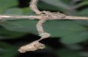 Limenitis reducta: Raupe kurz nach dem Verlassen des Hibernariums (Provence, Rians, Mitte April 2013) [N]