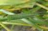 Coenonympha rhodopensis: Halbwüchsige Raupe [S]