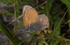 Coenonympha rhodopensis: Abgeflogener Falter (Falakron, Ende Juli 2009) [N]