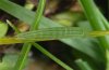 Coenonympha rhodopensis: Halbwüchsige Raupe [S]