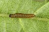 Neptis rivularis: Larva in first instar (Austria, Carinthia, Karawanken, Trögerner Klamm near Bad Eisenkappel, early August 2016) [S]