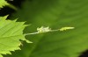 Neptis rivularis: Sommergehäuse einer Jungraupe (Kärnten, Trögener Klamm bei Bad Eisenkappel, Anfang August 2016) [N]