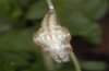 Neptis rivularis: Pupa, dorsal [S]