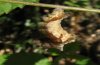 Neptis rivularis: Praepupa at Aruncus leaf [N]