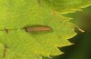 Neptis rivularis: Larva in first instar (Austria, Carinthia, Karawanken, Trögerner Klamm near Bad Eisenkappel, early August 2016) [S]