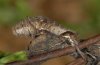 Neptis rivularis: Larva after the hibernation (penultimate instar (e.l. Ticino) [S]