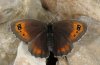 Erebia scipio: Weibchen (Alpes-De-Haute-Provence, e.o. August 2011) [S]