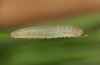 Erebia scipio: L2-larva [S]