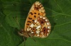 Boloria selene: Adult (eastern Swabian Alb, Southern Germany, June 2012) [N]