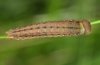 Erebia sthennyo: Larva in penultimate instar [S]