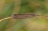 Erebia stirius: Half-grown larva (e.o. rearing, Austria,  Karawanken, Bad Eisenkappel, Trögerner Klamm/gorge near Bad Eisenkappel, oviposition early August 2016) [S]