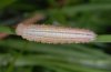 Erebia sudetica: Larva in penultimate instar (e.o. Grindelwald 2008) [S]