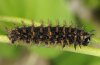 Boloria thore: Larva after the last moult  [S]