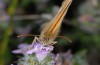 Coenonympha thyrsis: Male (Crete, early May 2013) [N]