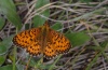 Boloria titania: Falter (Frankreich, Col de Var, 2000m NN, Anfang Juli 2012) [N]