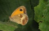 Maniola tithonus: Male (e.l. Sardinia 2012) [S]