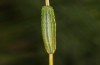 Coenonympha tullia: Halbwüchsige Raupe im Frühjahr