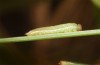 Coenonympha tullia: Larva in the end of the first instar
