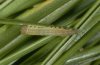 Coenonympha tullia: L1 larva [S]