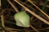 Coenonympha tullia: Pupa